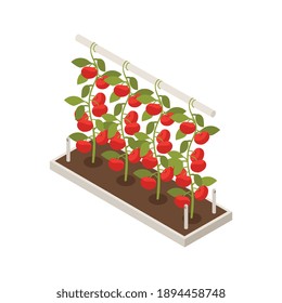 Isometric icon with smart farm device for harvesting vector illustration