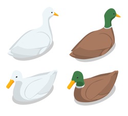Isometric Illustration Of A Duck And A Drake On A White Background. Mallard Duck Of A Drake, Female Mallard.