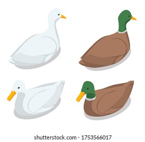 Isometric illustration of a duck and a drake on a white background. Mallard Duck of a drake, female Mallard.