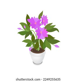 Isometric Impatiens balsamina and flowerpot. Indoor, office and house plant. Interior decoration element. 3d flower pot with plate. Vector illustration of interior plant isolated on white background