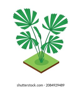 Isometric jungle composition with square piece of terrain and exotic plant vector illustration
