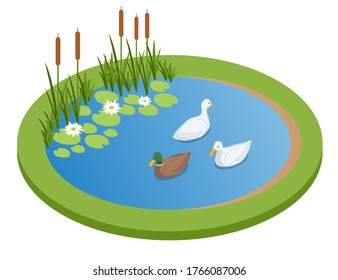 Isometric lake with ducks isolated on wrhite. City park recreational area. Ducks swimming on the lake