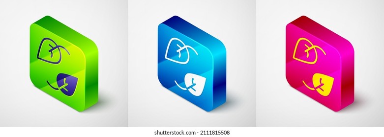 Isometric Leaf icon isolated on grey background. Leaves sign. Fresh natural product symbol. Square button. Vector