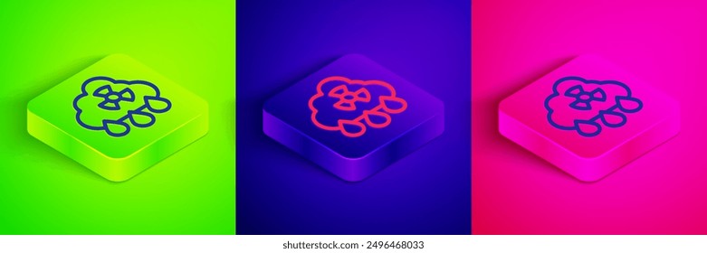 Isometric line Acid rain and radioactive cloud icon isolated on green, blue and pink background. Effects of toxic air pollution on the environment. Square button. Vector