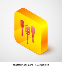 Isometric line Cereals set with rice, wheat, corn, oats, rye, barley icon isolated on grey background. Ears of wheat bread symbols. Yellow square button. Vector Illustration