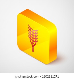 Isometric line Cereals set with rice, wheat, corn, oats, rye, barley icon isolated on grey background. Ears of wheat bread symbols. Yellow square button. Vector Illustration