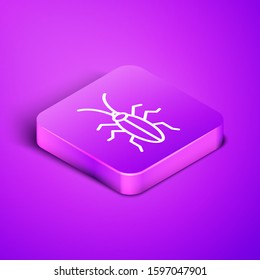 Isometric line Cockroach icon isolated on purple background. Purple square button. Vector Illustration