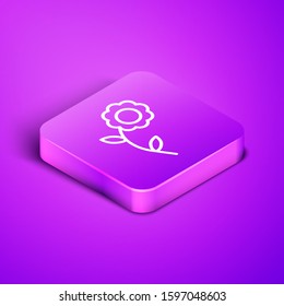 Isometric line Flower icon isolated on purple background. Purple square button. Vector Illustration