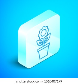 Isometric line Flower in pot icon isolated on blue background. Plant growing in a pot. Potted plant sign. Silver square button. Vector Illustration