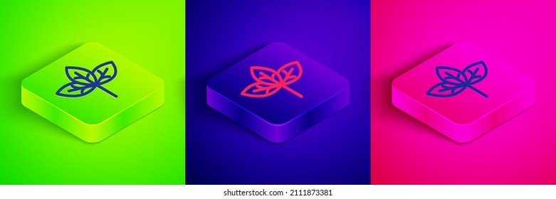 Isometric line Leaf icon isolated on green, blue and pink background. Leaves sign. Fresh natural product symbol. Square button. Vector
