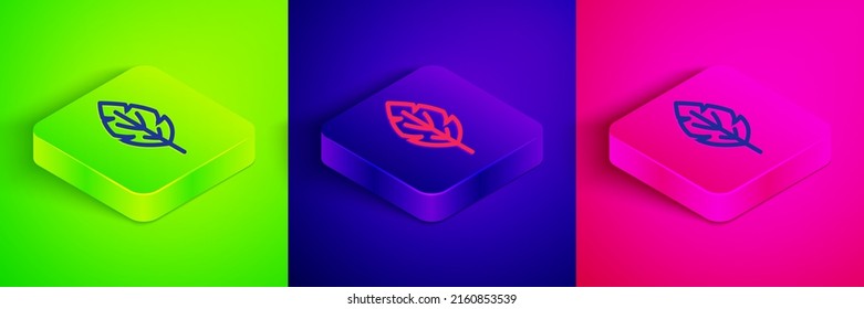 Isometrische Linie Leaf Symbol einzeln auf grünem, blauem und rosafarbenem Hintergrund. Bleischild. Symbol für frisches Naturprodukt. Knopf Quadrat. Vektorgrafik