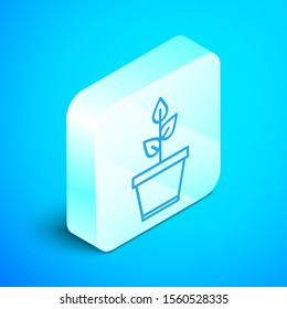 Isometric line Plant in pot icon isolated on blue background. Plant growing in a pot. Potted plant sign. Silver square button. Vector Illustration