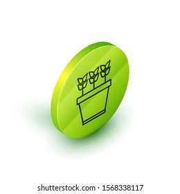 Isometric line Plants in pot icon isolated on white background. Plants growing in a pot. Potted plant sign. Green circle button. Vector Illustration
