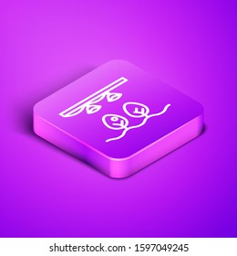 Isometric line Smart farm with light bulb and plant symbol icon isolated on purple background. Purple square button. Vector Illustration