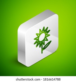 Isometric line Sunflower icon isolated on green background. Silver square button. Vector.