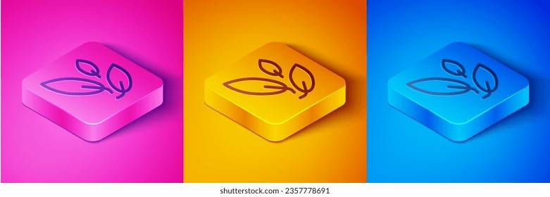 Isometric line Tea leaf icon isolated on pink and orange, blue background. Tea leaves. Square button. Vector