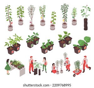 Isometric nursery garden icons set with plants and trees in pots isolated vector illustration