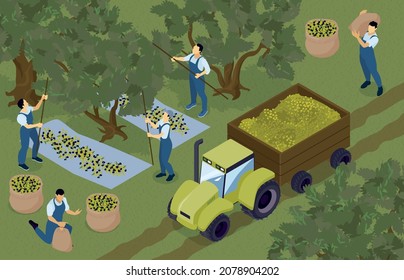 Isometric olive oil production composition with view of argiculture garden with agrimotor and people gathering olives vector illustration