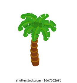 Isometric Palm tree isolated on white background. Vector illustration