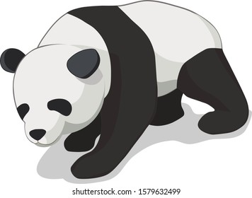 Isometric panda bear vector illustration with white background.