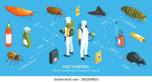 Isometric pest control infographics with editable text captions workers in chemical protection suits and vermin icons vector illustration