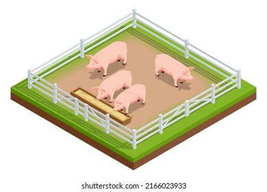 Isometric pink growing piglets grazing on rural pig farm. Pig farm. Farm Animals collection isolated on white.