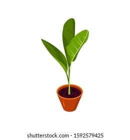 Isometric plant in scandinavian interior. Potted flower icon in flat style for hygge designs. Vector illustration isolated on a white background.