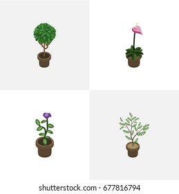 Isometric Plant Set Of Grower, Tree, Fern And Other Vector Objects. Also Includes Pot, Houseplant, Flower Elements.