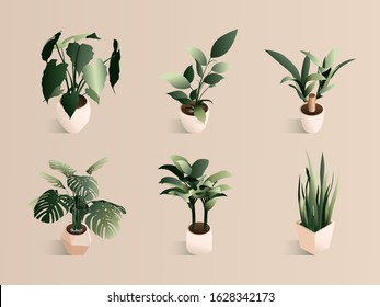 Isometric plant set in modern pot small set. Fresh green herbs