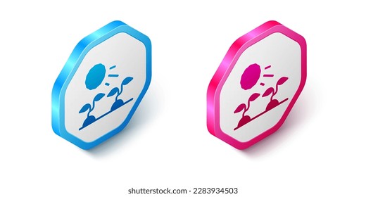 Isometric Plant sprouts grow in the sun icon isolated on white background. Seedling concept. Hexagon button. Vector