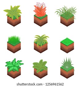 Isometric Plant Tree Bush