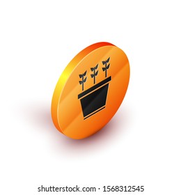 Isometric Plants in pot icon isolated on white background. Plants growing in a pot. Potted plant sign. Orange circle button. Vector Illustration
