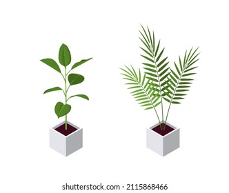 Plantas isométricas de maceta de estilo plano. Iconos de palma ficus y areca para diseños interiores. Ilustración vectorial aislada en un fondo blanco.