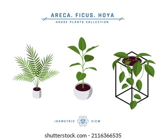 Plantas isométricas de maceta de estilo plano. Ficus, areca palmera y hoya iconos para diseños interiores. Ilustración vectorial aislada en un fondo blanco.