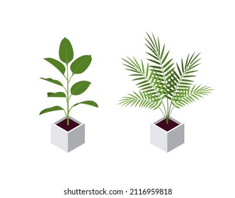 Isometric pot plants in flat style. Ficus and areca palm icons for interior designs. Vector illustration isolated on a white background.