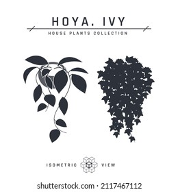 Isometric pot plants in flat style. Hoya and ivy black icons for interior designs. Vector illustration isolated on a white background.