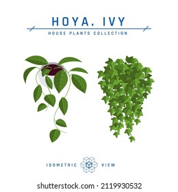 Plantas isométricas de maceta de estilo plano. Iconos de hoya y hiedra para diseños interiores. Ilustración vectorial aislada en un fondo blanco.