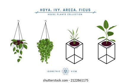 Isometric pot plants in flat style. Areca palm, ficus, hoya and ivy icons for interior designs. Vector illustration isolated on a white background.