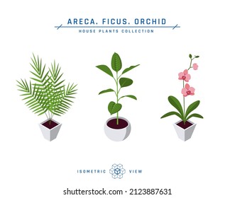 Isometric pot plants in flat style. Areca, ficus and orchid icons for interior designs. Vector illustration isolated on a white background.