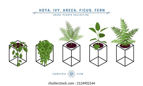 Isometric pot plants in flat style. Areca palm, ficus, fern, hoya and ivy icons for interior designs. Vector illustration isolated on a white background.