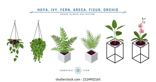 Isometric pot plants in flat style. Areca palm, ficus, fern, hoya, ivy and orchid icons for interior designs. Vector illustration isolated on a white background.