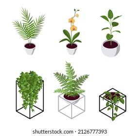 Isometric pot plants in flat style. Areca palm, orchid, ficus, fern, hoya and ivy icons for interior designs. Vector illustration isolated on a white background.