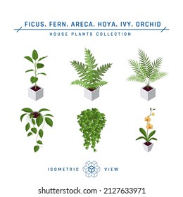 Plantas isométricas de maceta de estilo plano. Areca palmera, ficus, helecho, hoya, hiedra y íconos de orquídeas para diseños interiores. Ilustración vectorial aislada en un fondo blanco.