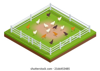Isometric Poultry farming. Chicken coop or hen house. Free-range chicken on an organic farm, freely grazing on a meadow. Organic farming
