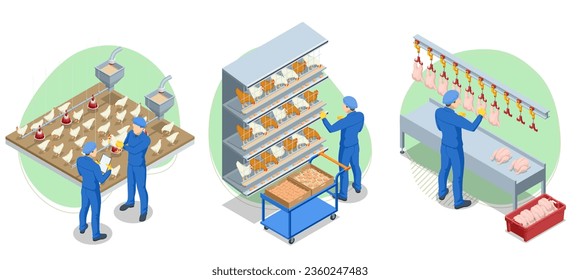 Isometric Poultry farming. Production of chicken meat, eggs, poultry products. Chicken on an organic farm, freely grazing on a meadow. Organic farming