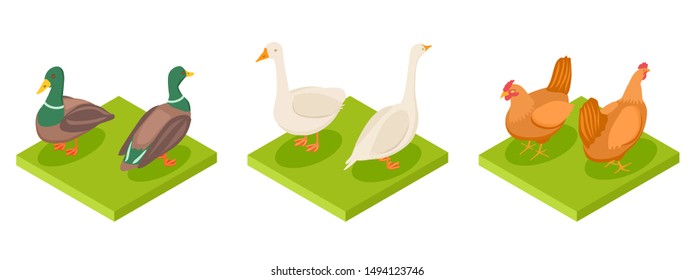 Isometric poultry vector. Hen, duck and goose 3d illustration