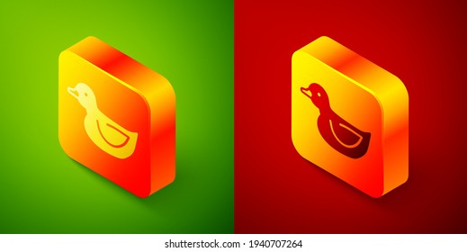 Icono de pato de caucho isométrico aislado en fondo verde y rojo. Botón cuadrado. Vector