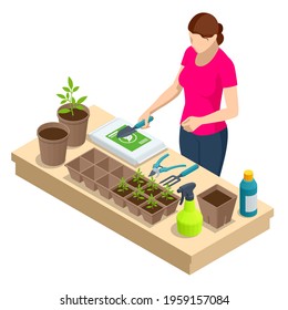 Isometric seedling transplanting process. Young vegetable seedlings of transplanting into peat pots using garden tools. Woman transplant seedlings. Seedlings in biodegradable pots.