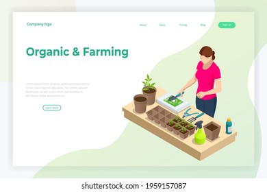 Isometric seedling transplanting process. Young vegetable seedlings of transplanting into peat pots using garden tools. Woman transplant seedlings. Seedlings in biodegradable pots.