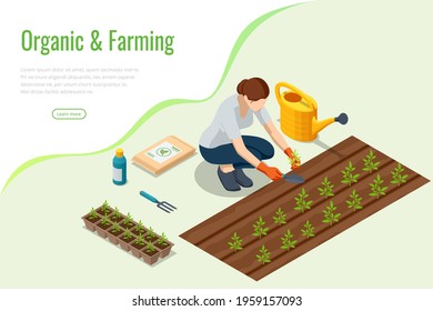 Isometric seedling transplanting process. Young vegetable seedlings of transplanting into peat pots using garden tools. Woman transplant seedlings. Seedlings in biodegradable pots.